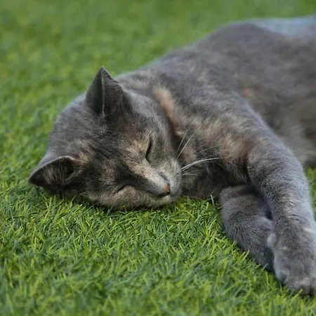 With Ocean View * Agulo