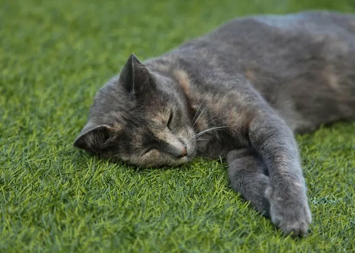 With Ocean View * Agulo