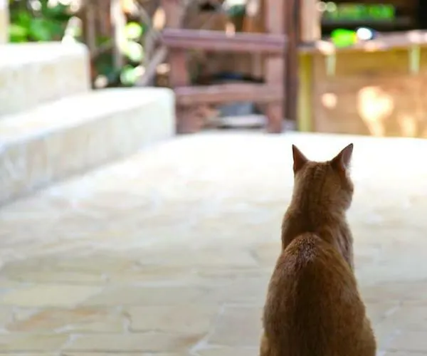 With Ocean View Agulo